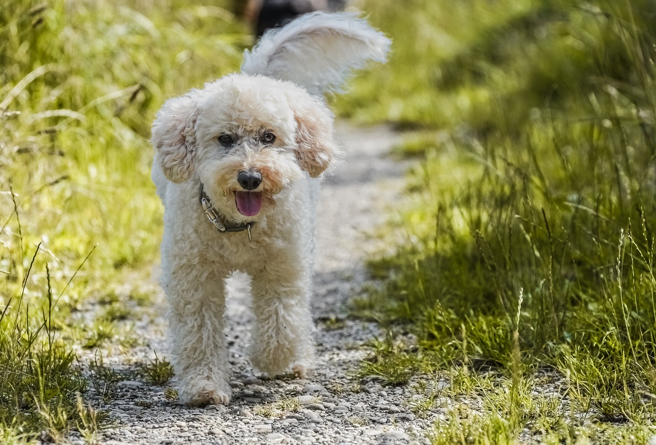 dog, poodle, lawn-7317820.jpg