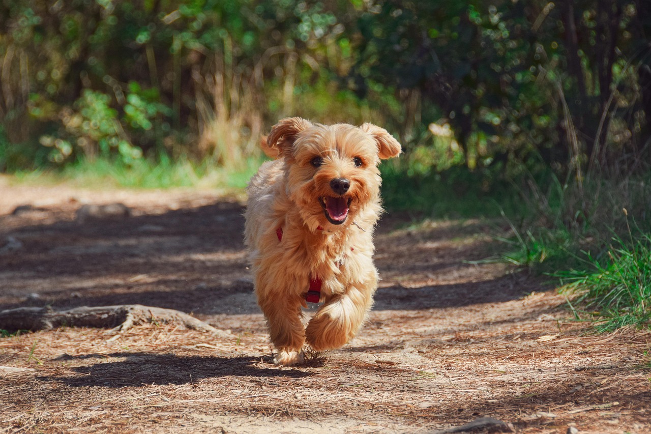 puppy, yorkie, dog-4608266.jpg