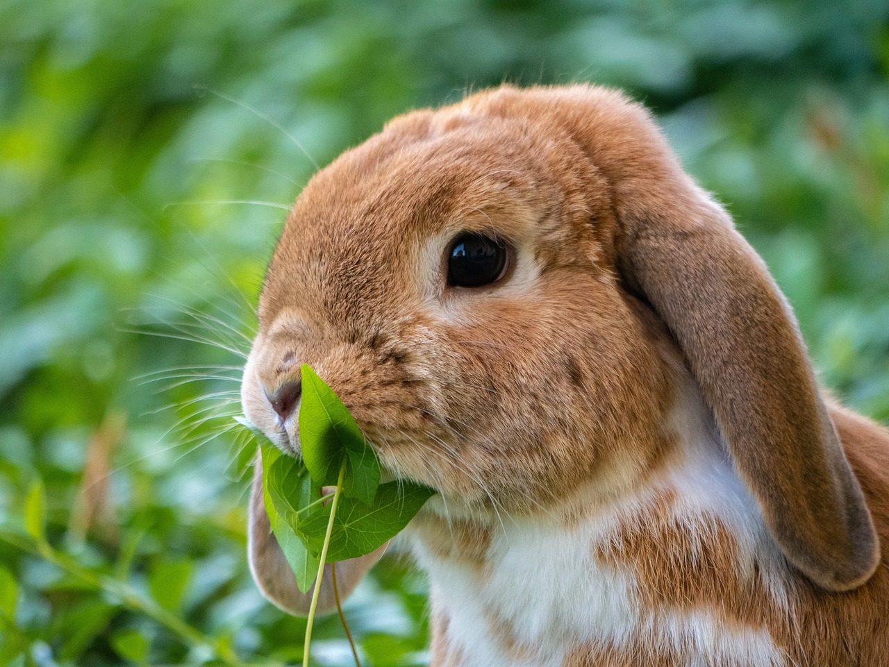 animal, rabbit, mammal-4375952.jpg